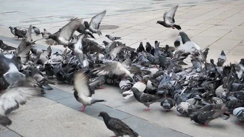 A group of the pigeons Stock Footage 132790619