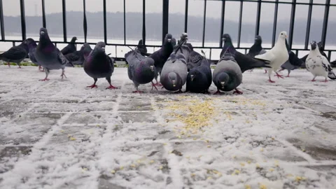 Group of pigeons foraging on a snowy surface near a railing, with some birds Stock Footage 327119900