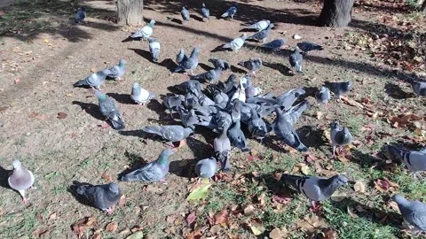 Group of pigeons gathered on the ground Stock Footage 164453512