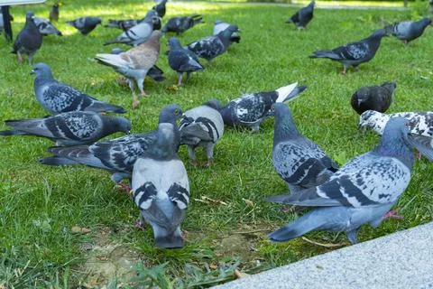Group of Pigeons on Grass Close-Up 스톡 사진