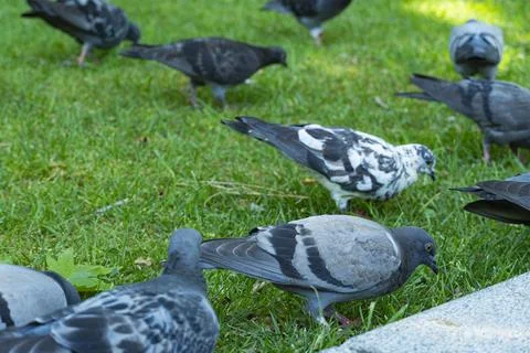 Group of Pigeons on Grass Close-Up Foto stock