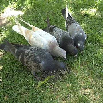 Group of pigeons on grass Stock Photos