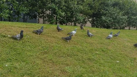 A group of pigeons in the grass. In Romania Stock Footage 243990098