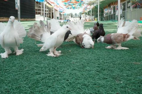 Group of pigeons on green artificial turf Stock Photos
