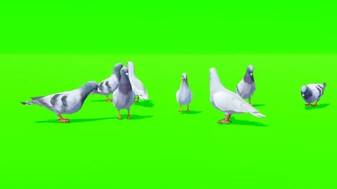 Group of Pigeons on Green Background Stock Footage 320828968