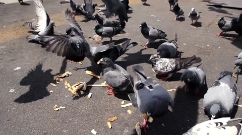 Group of pigeons on ground Stock Footage 67491032