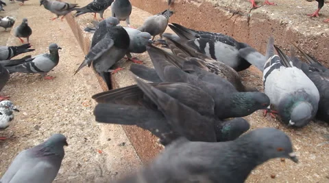 Group of pigeons on ground Stock-Footage 67504745