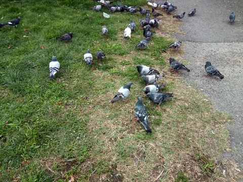 Group of pigeons on the ground Foto stock