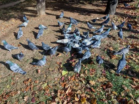 Group of pigeons on the ground Stockfoto's