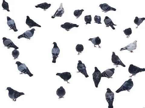 Group of pigeons isolated on white background Photos