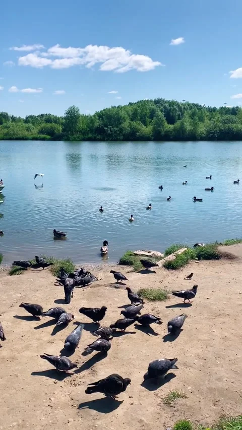 Group of pigeons on a lake in a park during the day in summer Stock Footage 314341852
