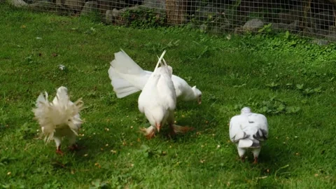 A group of pigeons in the park Stock Footage 297739485
