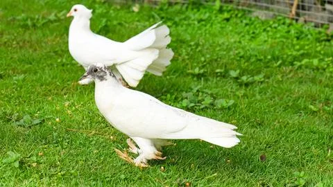 A group of pigeons in the park Stock Photos