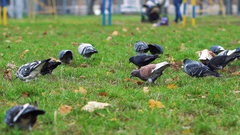 Group of pigeons pecking green grass in city park Stock Footage 151343768