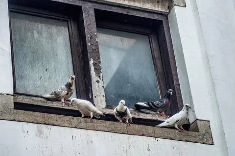 A group of pigeons perched on the ledge of an old, weathered window with pe.. Stock Photos