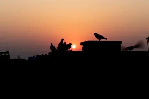 Group of pigeons perching on a ledge during a beautiful orange sunrise in t.. Stock-Fotos