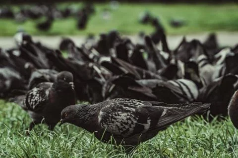 A group of pigeons 写真素材
