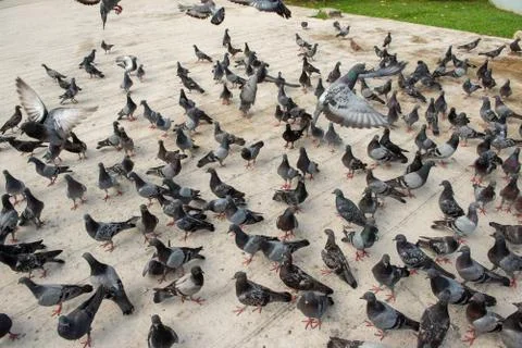 Group of Pigeons Stock Photos
