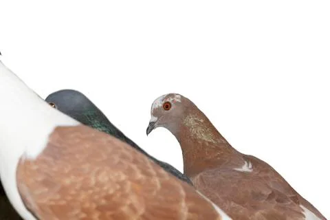 Group of pigeons Stock Photos