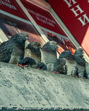 Group of pigeons Stock-Fotos
