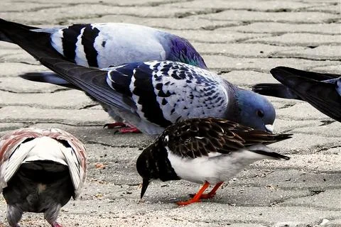 A group of pigeons Stock Photos