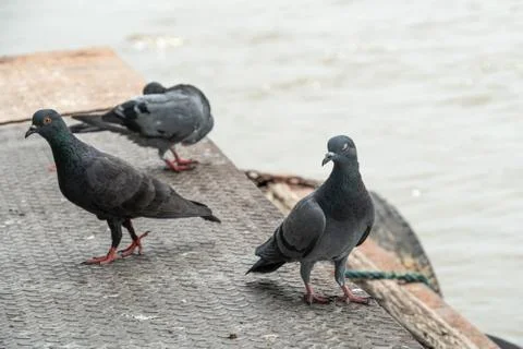Group of pigeons on a pier. Stock Photos