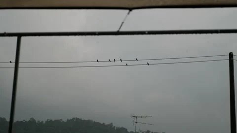 Group of pigeons resting on electrical cables. Grey and gloomy day. Stock Footage 287897754