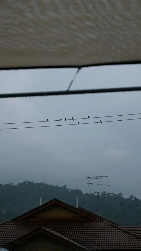 Group of pigeons resting on electrical cables. Grey and gloomy day. Stock Footage 287897767