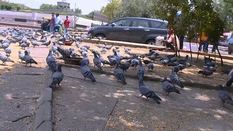Group of pigeons rooming around between the main roads Stock Footage 127105811