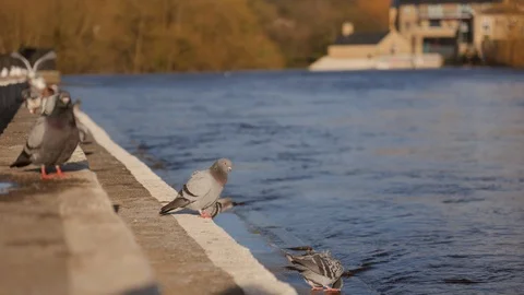A group of pigeons sat at a riverbed Vídeo Stock 125577561