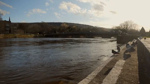 A group of pigeons sat at a riverbed Vídeo Stock 125583718