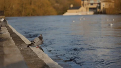 A group of pigeons sat at a riverbed Vídeo Stock 125583775
