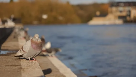 A group of pigeons sat at a riverbed Vídeo Stock 125583829