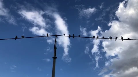 Group of pigeons sit in a row on an electric power line | 4k UHD 스톡 동영상 83394289