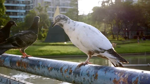 Group of Pigeons Sitting on Pillar and Fly Away at Public Park with Lake Stock Footage 123994524