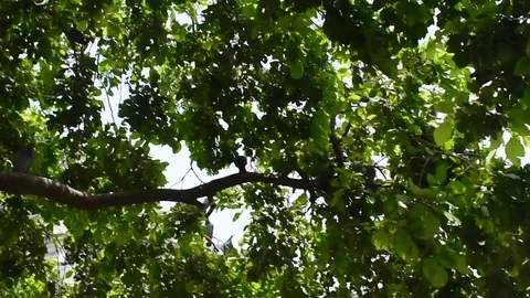 Group Pigeons sitting on a tree in between a road in Delhi Stock Footage 127105808