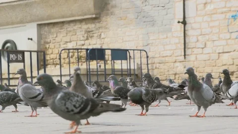 Group of Pigeons Slow-motion Stock Footage 87832625