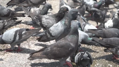 Group of pigeons, slow motion. Stock Footage 107060009