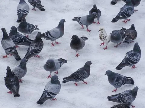 Group of pigeons on the snow Stock Photos