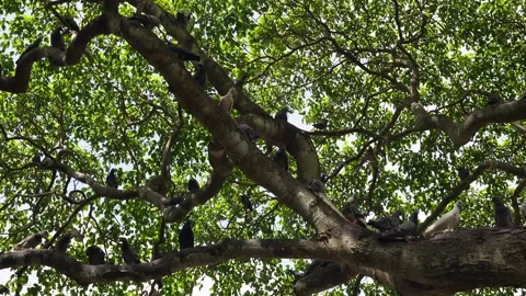 Group pigeons standing on tree branches. Stock Footage 248666232