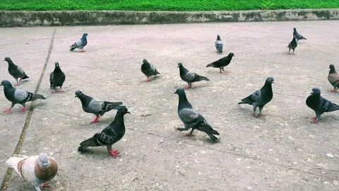 Group of Pigeons Walking and Foraging on Concrete Ground in the Park Stock Footage 327770733