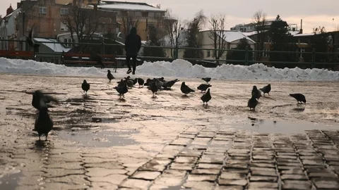 A group of pigeons walking and pecking on the ground in search of food and fly Vídeos de archivo 103284316