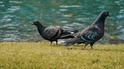 Group of pigeons walking Stock Footage 106614920
