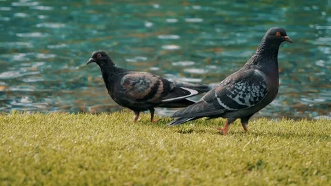 Group of pigeons walking Stock Footage 106614924