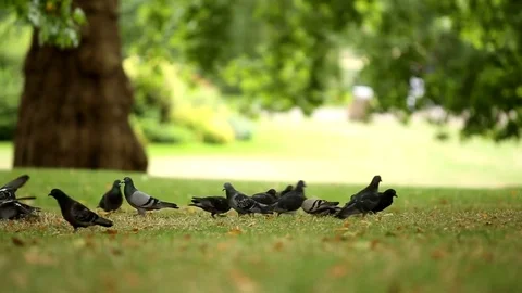 Group of Pigeons walking in the Park Stock Footage 80446335