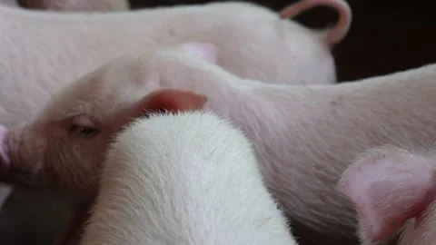 Group of Piglets in Farm Pen Видео 333898454