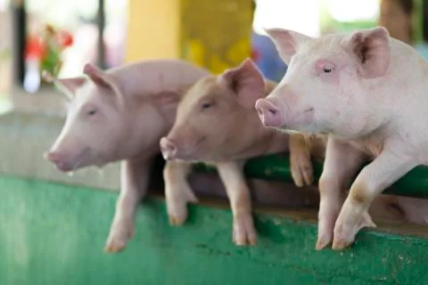A Group of  Piglets Stock Photos