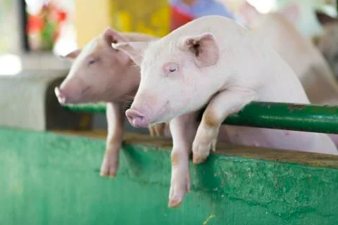 Group of  Piglets Foto stock