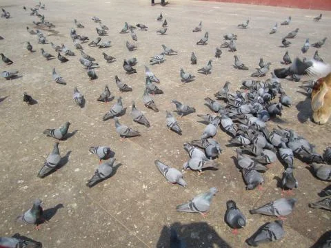 Group of Pigon Фото