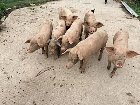 Group of pigs on a concrete surface. Stock-Fotos